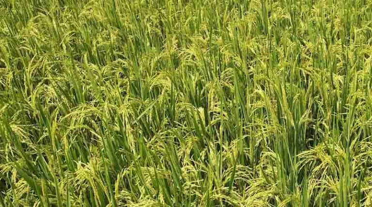 Punjab Reports 44 Percent Increase in Area Under DSR Paddy