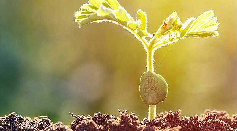 Challenges and Solutions in Implementing the EU Organic Regulation for Organic Seeds