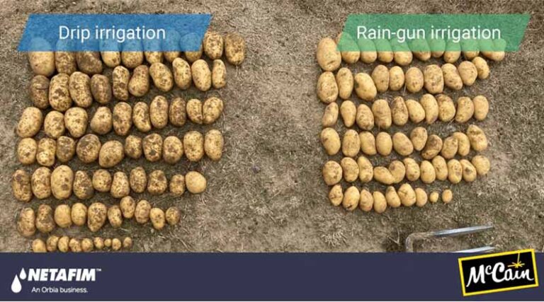 Netafim France and McCain Foods Launch Initiative to Promote Drip Irrigation in Potato Cultivation