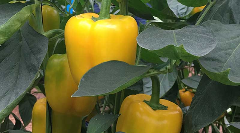 Fenix Pepper: The Golden Secret