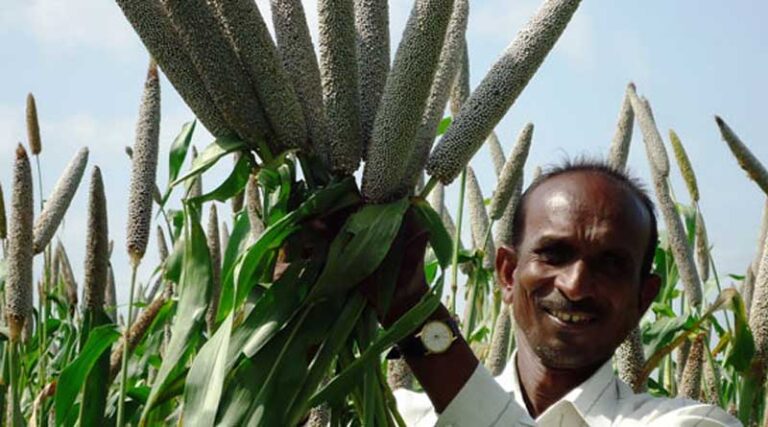 Advancements in Millet Biofortification Enable Mainstreaming
