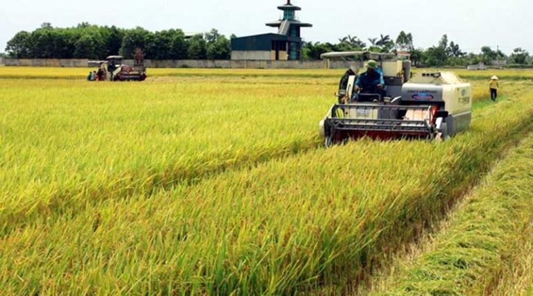 Rice Exports to Set Record Turnover of 5 Billion USD in 2024