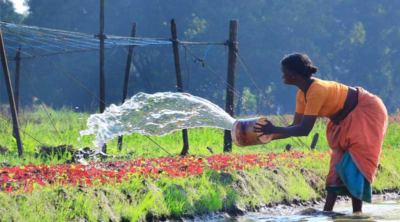 Indian Farmers Are Moving Away From Food Crops to Cash Crops