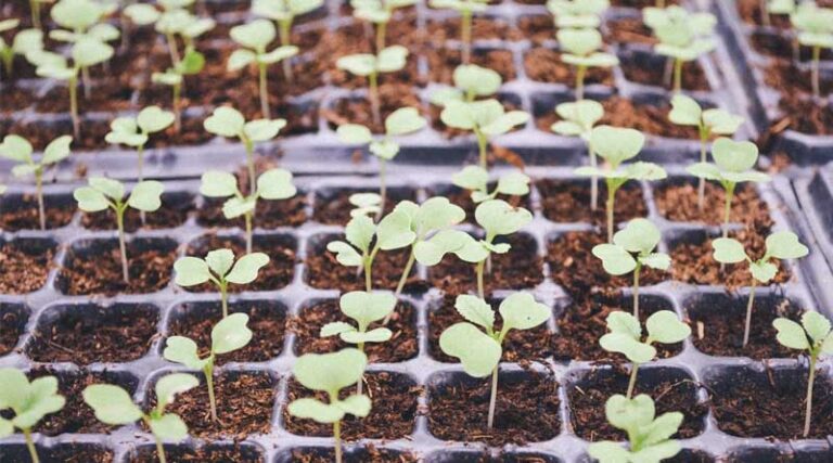 Indian Government Approves Clean Plant Programme (CPP) to Boost Horticulture Production; Nine World-Class Centers Planned