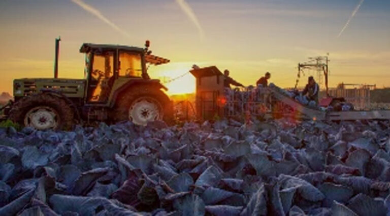 Highlighting Six Surprising Brassicas Out of the Broad Organic Range
