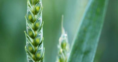 Pusa Gehun Gaurav (HI 8840): A Climate-Resilient Durum Wheat Variety for India