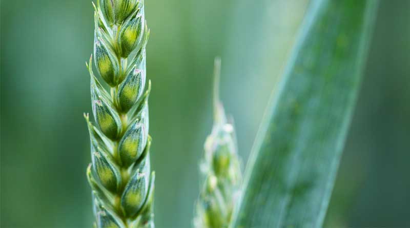 Pusa Gehun Gaurav (HI 8840): A Climate-Resilient Durum Wheat Variety for India