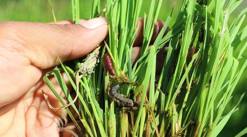 CABI Assists the Philippines in Assessing the Impact of Fall Armyworm in Rice