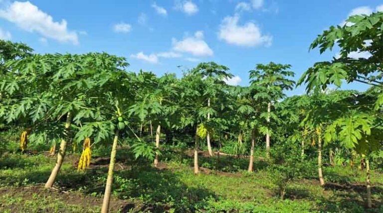 South Sudan Smallholder Farmers Embrace Nature’s Solution to Papaya Mealybug Menace
