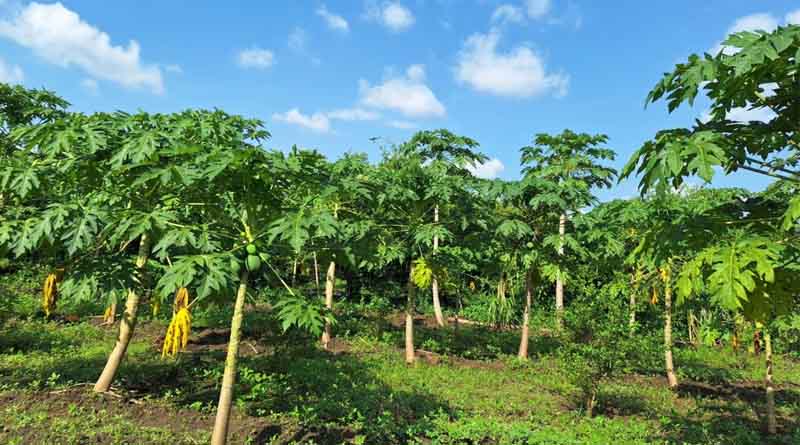 South Sudan Smallholder Farmers Embrace Nature’s Solution to Papaya Mealybug Menace