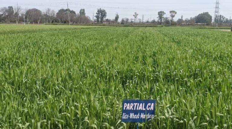 Eight-year study in India by CGIAR and ICAR Scientists Suggests Adoption of Conservation Agriculture Can Boost Yields and Manage an Increasing Carbon Footprint