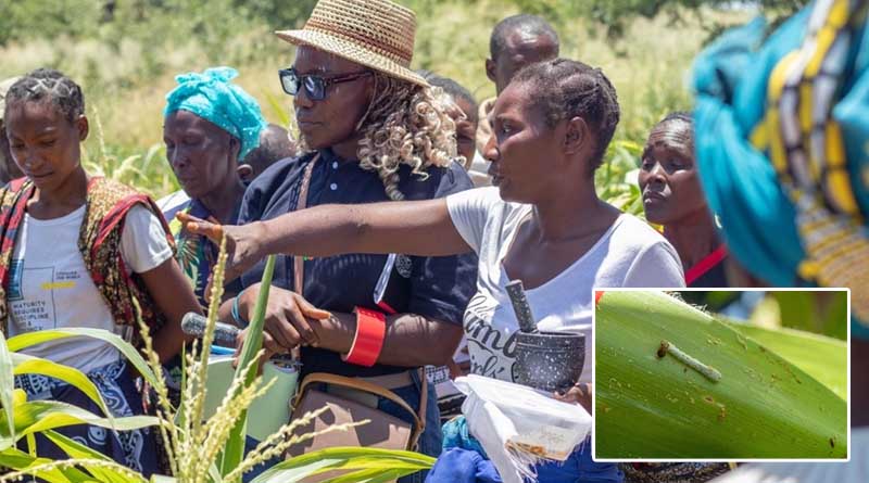 How is Zambia’s Youth Training in Fall Armyworm Biocontrol Production Addressing Food Safety and Security?