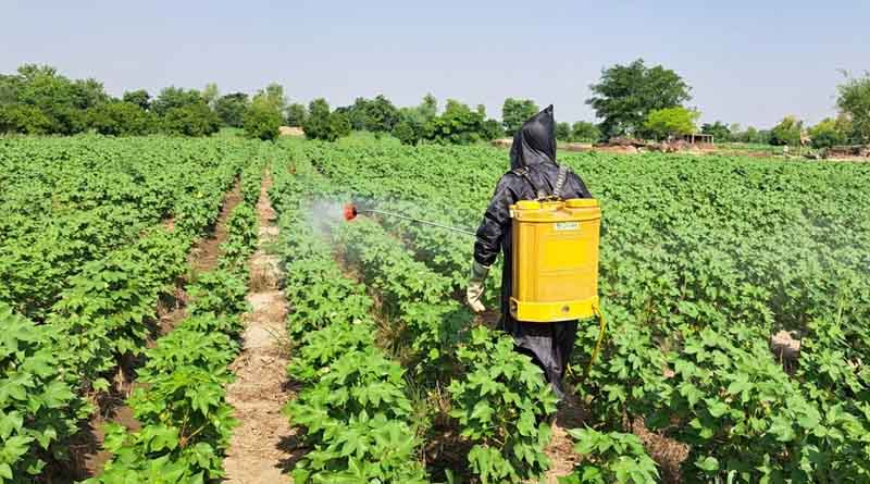 Plantwiseplus is Supporting the Development of a National Pesticide Residue Monitoring Framework for Kenya