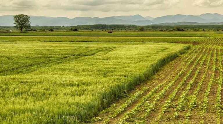 Kharif Crop Sowing is More Than 979 Lakh Hectares