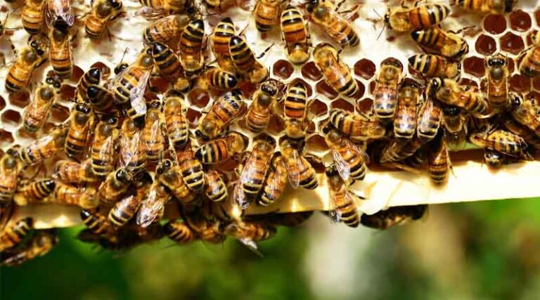 Beekeeping Equipment to Be Available at One Place at Affordable Rates Says Agriculture Minister