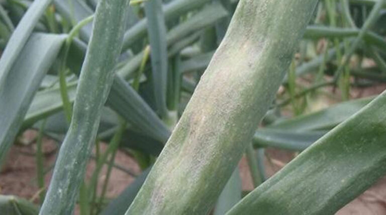 Simon's Seasonal Insights - Onions, August 2024