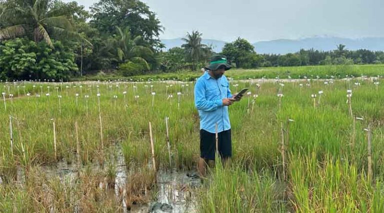 Reinventing Salt-tolerant Rice Breeding on Ground Zero