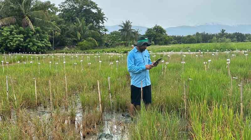 Reinventing Salt-tolerant Rice Breeding on Ground Zero