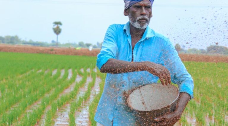 Cabinet approves Nutrient Based Subsidy (NBS) rates for Rabi 2024