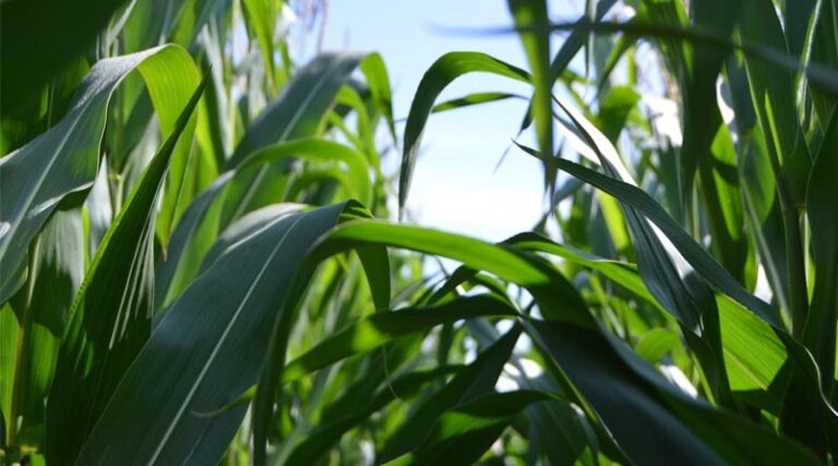 India Extends Anti-Subsidy Duty on Chinese Origin Pesticide Chemical for Five More Years