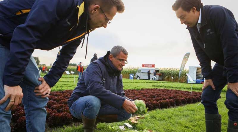 Partnership with Local Companies Gets Desired Vegetable Attributes into the Hands of Australian Growers