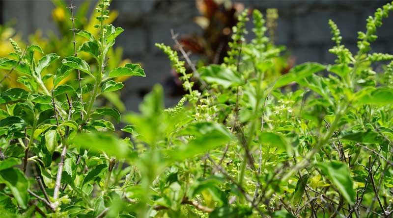Unlocking Opportunities for Farmers: Maximizing Benefits from the Revised Central Sector Scheme for Medicinal Plants