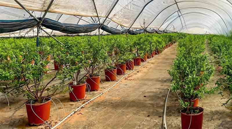 Our new AI-Powered Forecasting Tool Gives Protected Cropping Growers Control Over Their Water Usage