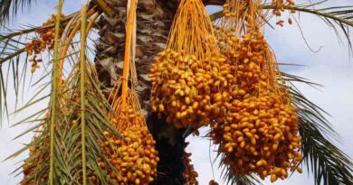 Success Story: Farmer Earning Lakhs from Date Farming
