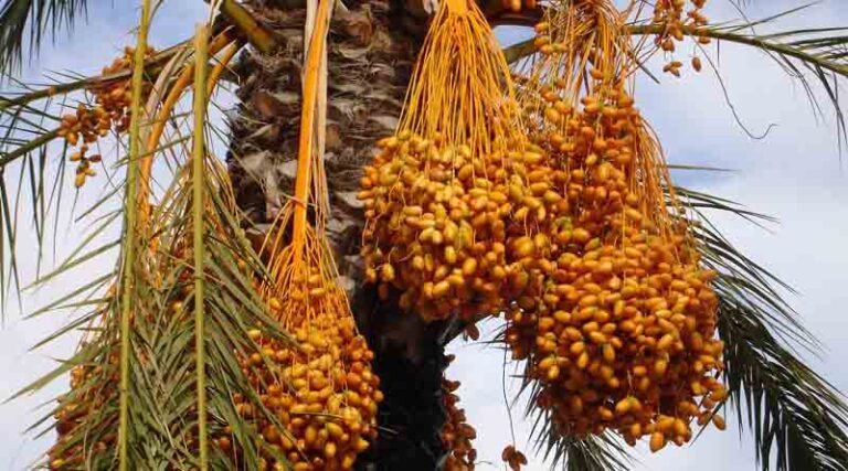 Success Story: Farmer Earning Lakhs from Date Farming