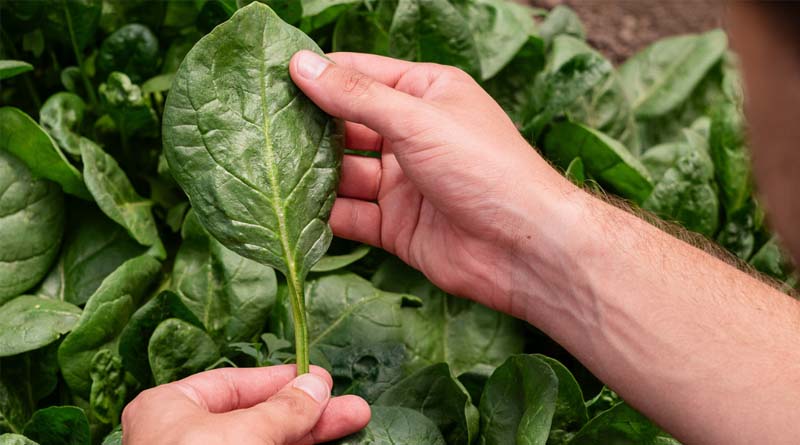 Meeting Consumer Demands Through Disease Resistant Spinach Varieties