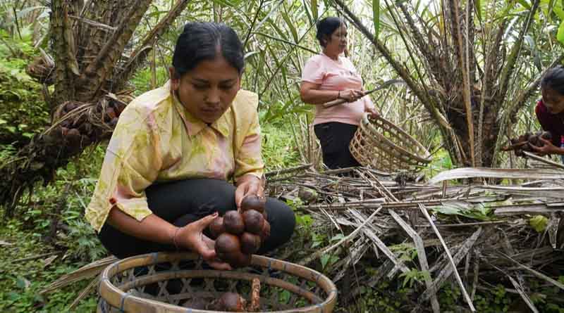 Three new sites recognized as Globally Important Agricultural Heritage Systems (GIAHS)