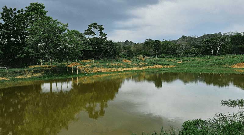 the Place of Agriculture in Peace