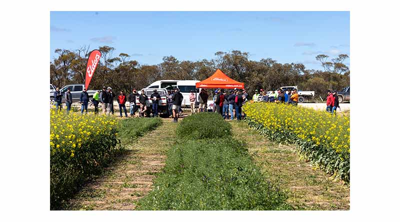 New Lentil Varieties Take Centre Stage at Lock Trial Site