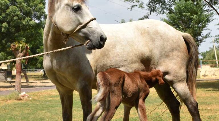 Raj-sheetal: Country’s 1st Horse Foal Born From Cryopreserved Embryo