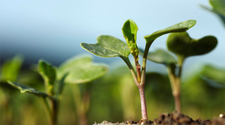 Horticulture New Zealand calls for sector to be included in Emissions Reduction Plan