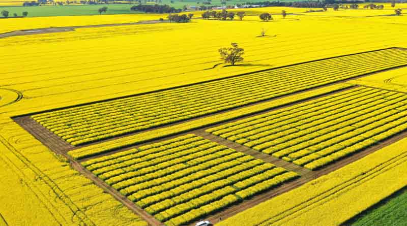 New Canola Yield Tool Released