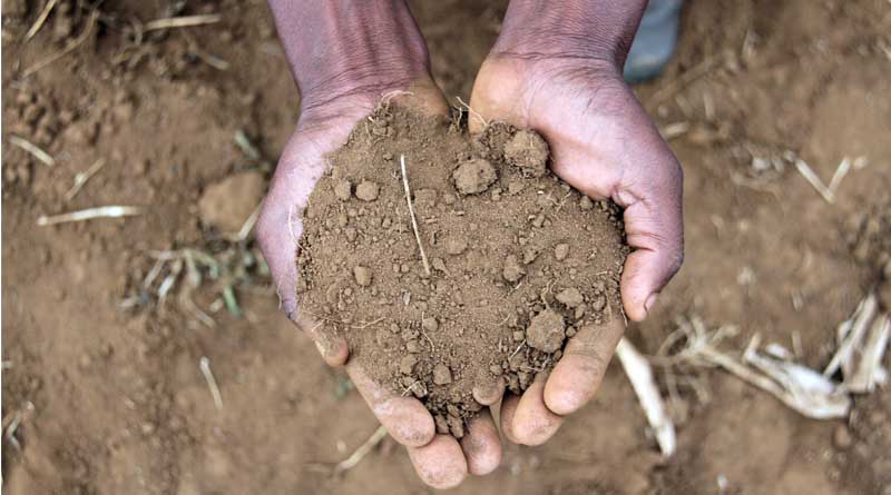 CABI Launches Framework for Sustainable National Soil Information Systems at Africa Food Systems Forum