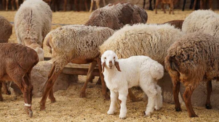 Building Laboratory Capacity for Detecting Animal Diseases