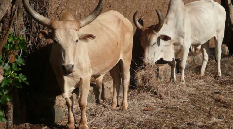 FAO Publishes Continental Atlas of Tsetse Flies in Africa