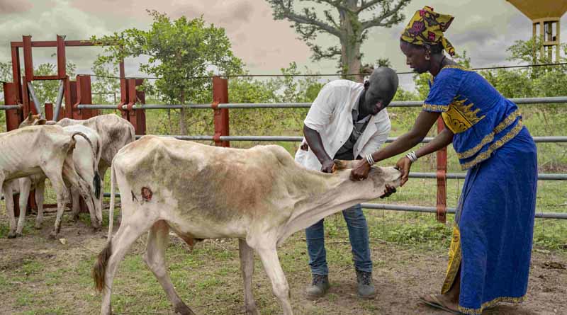 FAO Opens Groundbreaking Conference Aimed at Tackling the Threat of Animal Diseases
