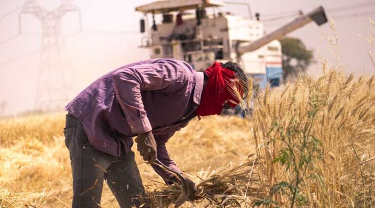 India’s Foodgrain Production for 2023-24 Reaches an All-Time High of 3,322.98 LMT