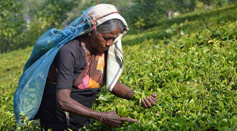 Rising Demand for Tea, Government Focuses on Boosting Exports