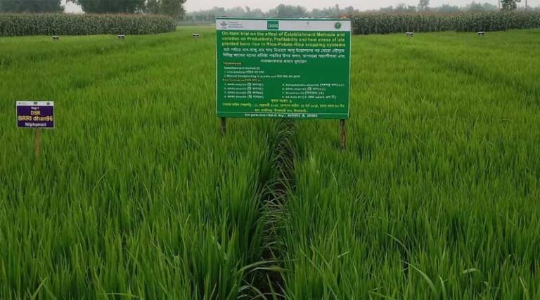 Unlocking Agricultural Diversification and Intensification in Northern Bangladesh With Short-duration Aman Rice