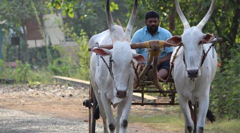 UP Government Announces Purchase of Coarse Grains, Starting Date Confirmed