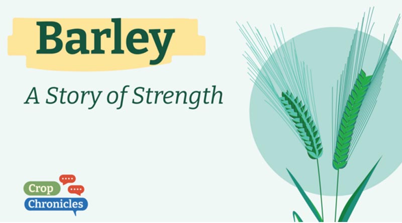 Barley: A Story of Strength