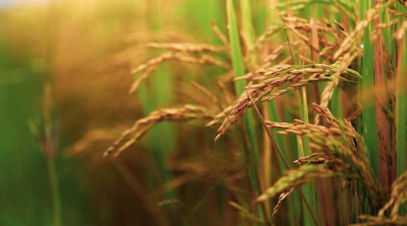 Government Lifts Export Ban on Non-Basmati White Rice with Conditions
