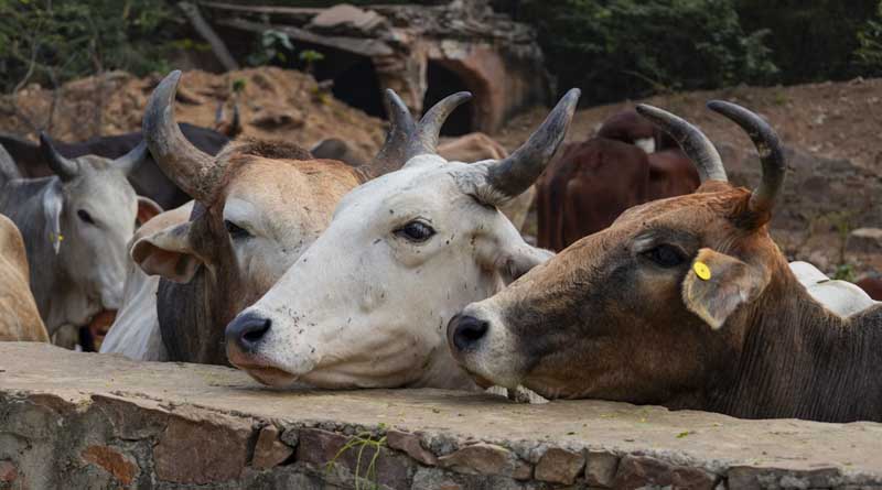 How Inadequate Nutrition Increases the Risk of Foot-and-Mouth Disease in Cattle