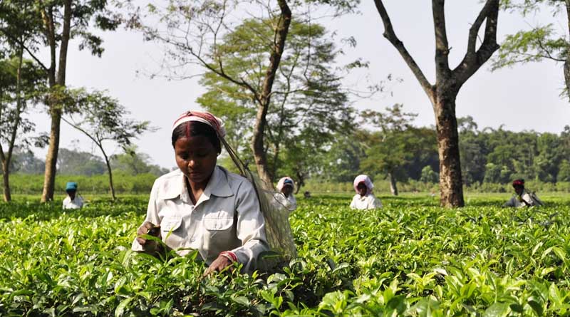 Pesticide Contamination Found in Popular Maharashtra Tea Brand, Triggers Statewide Crackdown