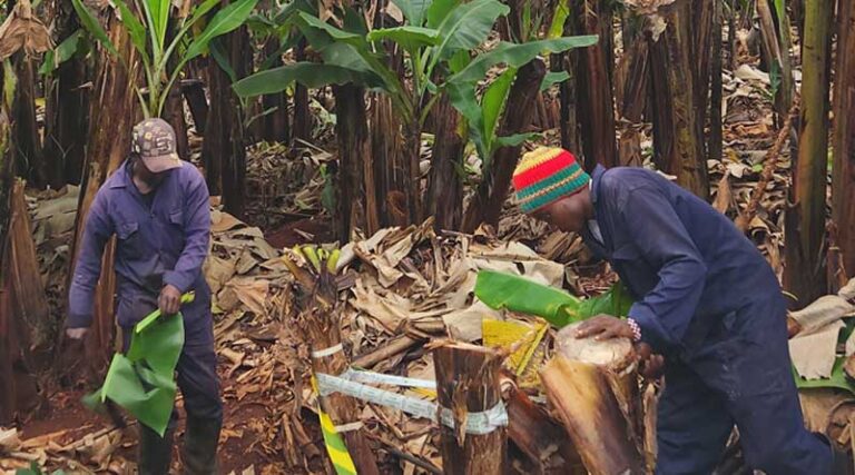 Preventing Global Plant Health Threats With Help From Across the Ocean