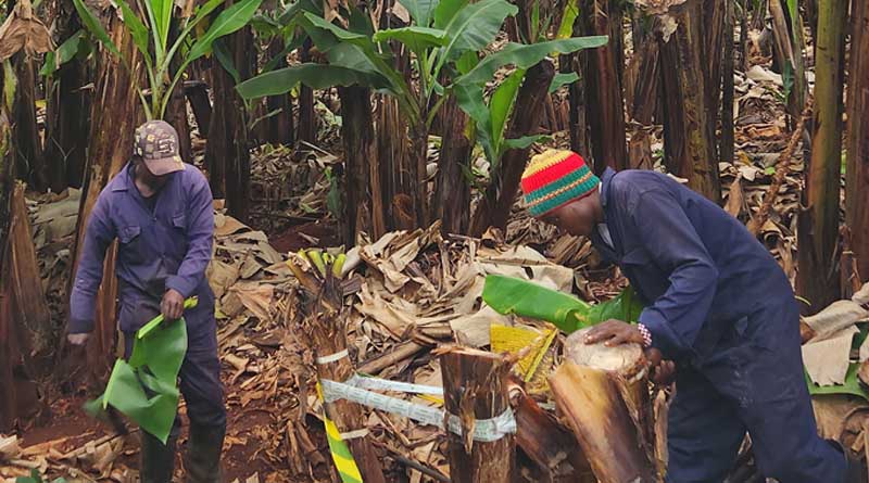 Preventing Global Plant Health Threats With Help From Across the Ocean